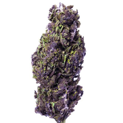 Purple Haze Greenhouse Susz Konopny CBD<15% (100g-1000g)